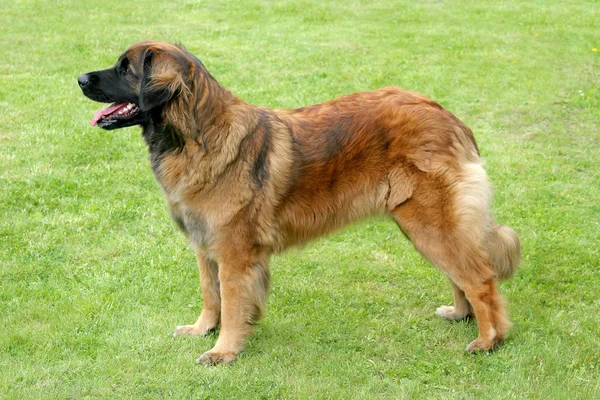 Portrét psa leonbergera v zahradě — Stock fotografie