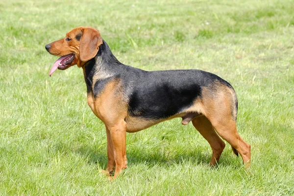 O retrato do cão sérvio no gramado de grama verde — Fotografia de Stock