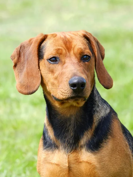 O retrato do cão sérvio no gramado de grama verde — Fotografia de Stock