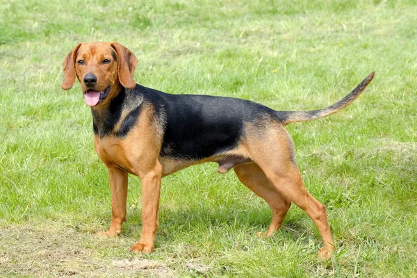 Le portrait du Chien serbe sur la pelouse verte — Photo