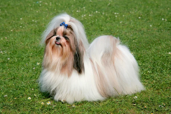 Porträtt av rolig shih tzu hund — Stockfoto