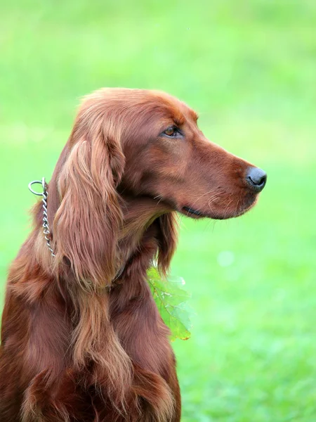 Typická Irish Red Setter v zahradě — Stock fotografie