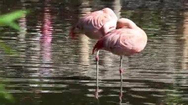 İki pembe flamingo.