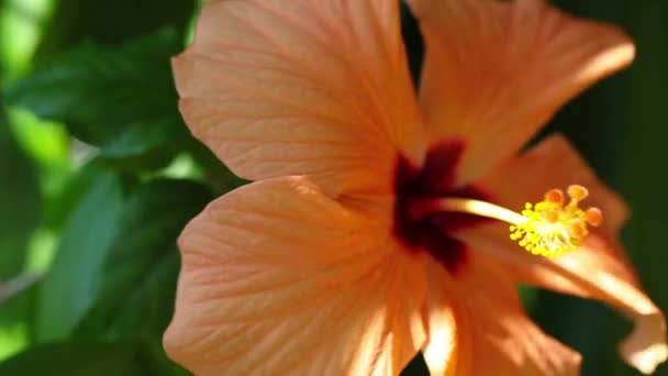 Hibiscus naranja — Vídeo de stock
