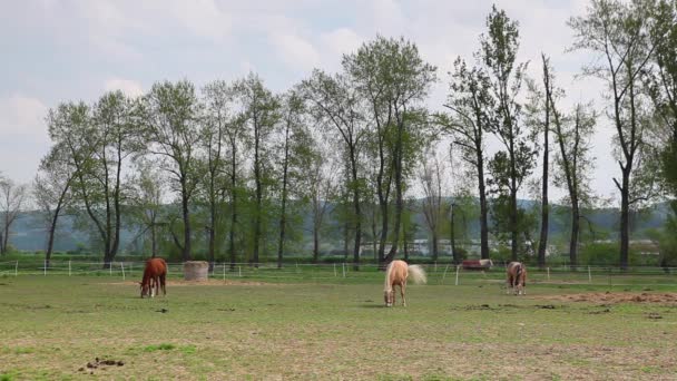 Hermosos caballos en el pasto — Vídeo de stock
