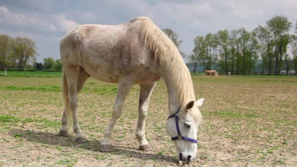 Caballo blanco en el pasto — Vídeos de Stock