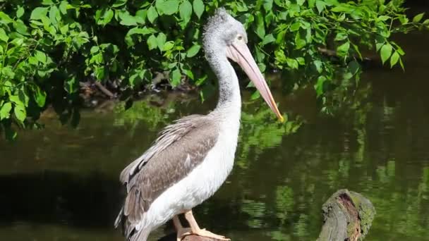 Vit pelikan sitter på ett träd över vattnet — Stockvideo
