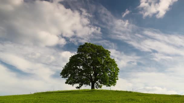 纪念槭树上 votice 最神秘的地方 — 图库视频影像