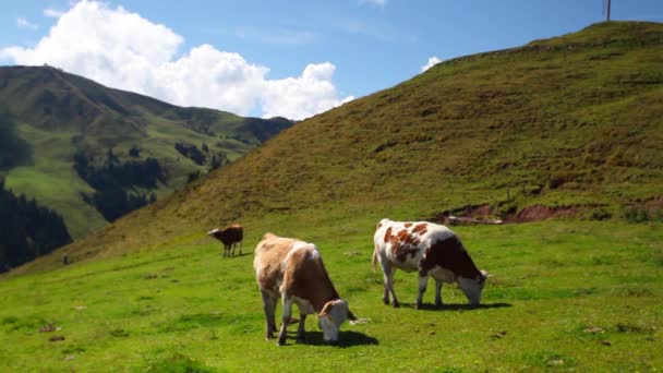 Белые и коричневые коровы — стоковое видео