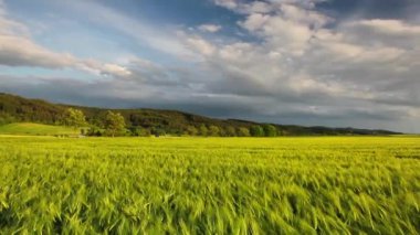 Günbatımında bir mısır tarlası kenarında