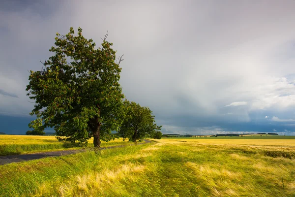 Alberi pieni di ciliegie e paesaggio estivo — Foto Stock