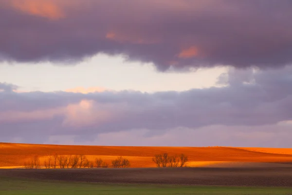 Coucher de soleil sur le champ de printemps — Photo