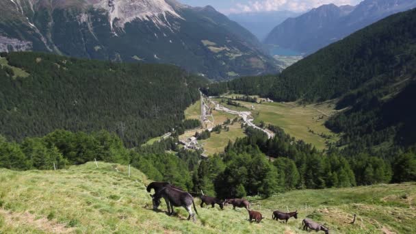 Herd of donkeys on pasture. — Stock Video