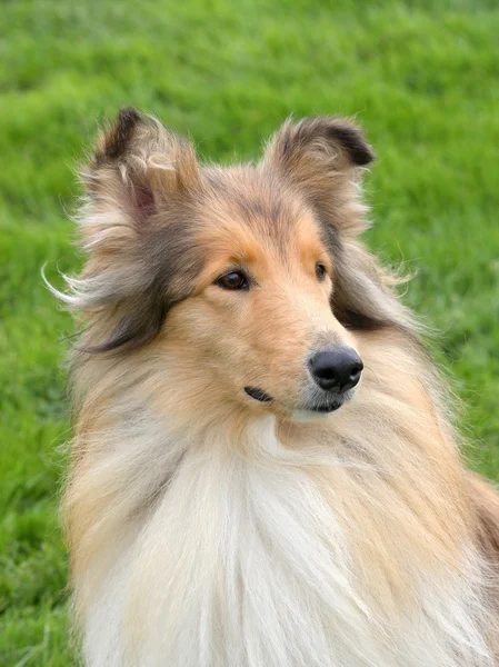 O retrato de Shetland Sheepdog em um gramado de grama verde — Fotografia de Stock