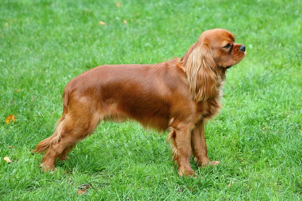 The portrait of Cavalier King Charles Spaniel on a green grass l — Stock Photo, Image