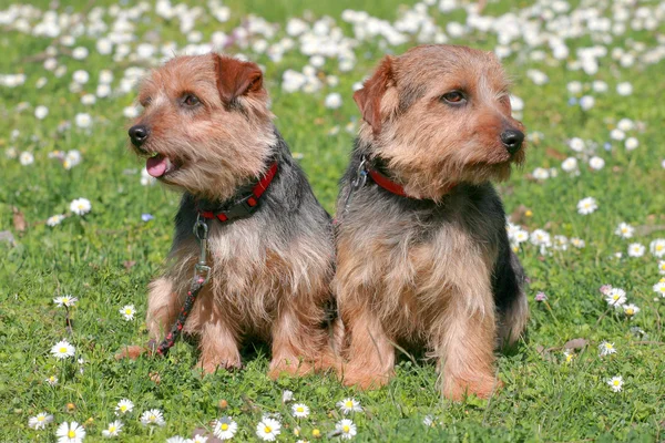 The portrait of pair Norfolk Terrier dogs — Stock Photo, Image