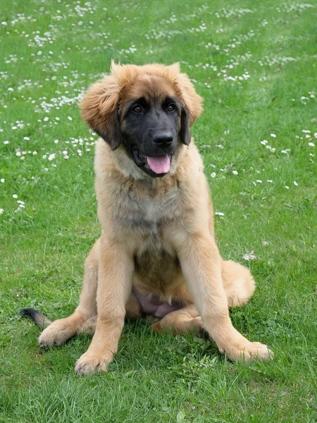 O retrato de Leonberger em um gramado de grama verde — Fotografia de Stock