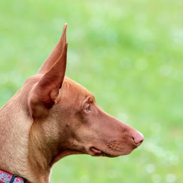 緑の草の芝生のファラオ ・ ハウンド子犬の肖像画 — ストック写真
