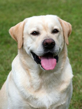 Labrador Retriever portre bir yeşil çim çim üzerinde