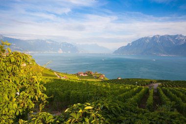 Üzüm bağları Lavaux bölgenin, İsviçre