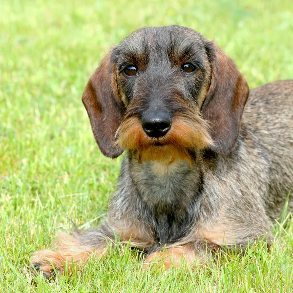 Портрет собаки с длинными волосами таксы — стоковое фото