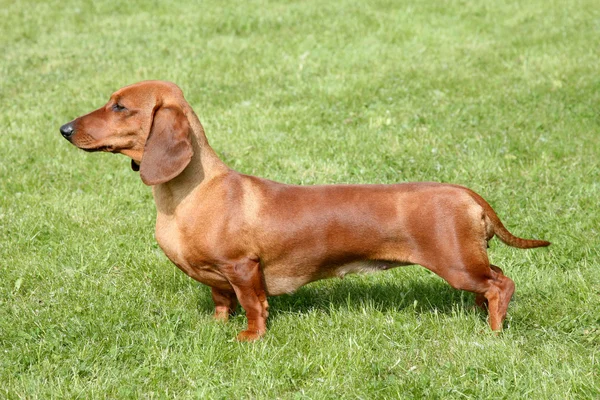 Il ritratto di Dachshund Standard dai capelli lunghi Rosso — Foto Stock