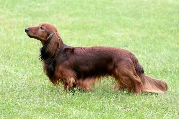 Το πορτρέτο του είδος γερμανικού κυνηγετικού σκύλου πρότυπο μακρυμάλλης κόκκινο — Φωτογραφία Αρχείου