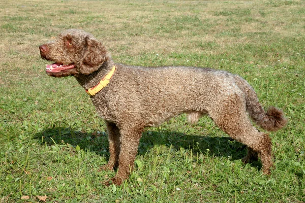 Het portret van Spaanse Waterhond op een groen gras gazon — Stockfoto