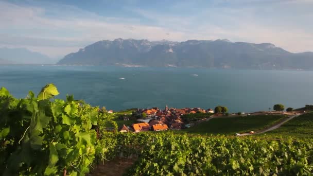 Kebun anggur di daerah Lavaux — Stok Video