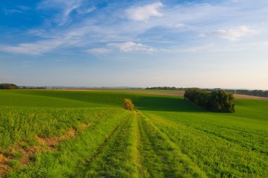 Yeşil alanlar arasında yol