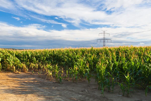 Cornfield ao pôr-do-sol — Fotografia de Stock