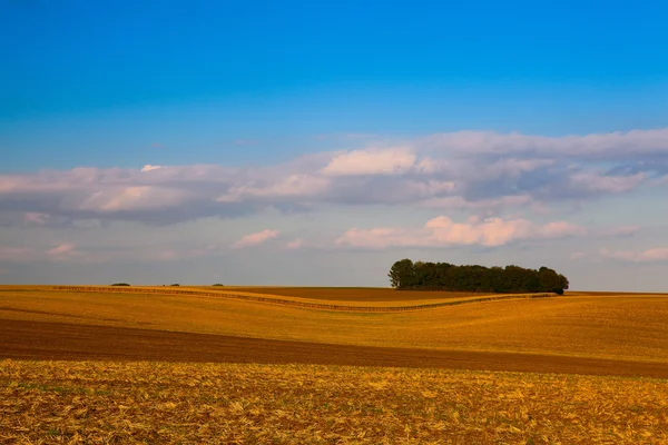 Wyspa drzew w środku pola — Zdjęcie stockowe