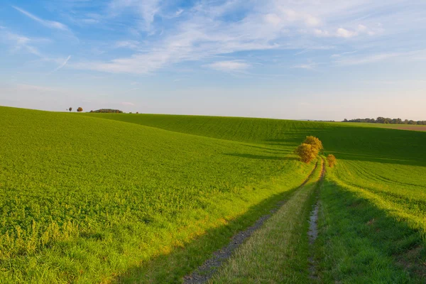 Pad tussen groene velden — Stockfoto