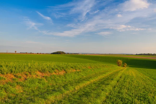 Vägen mellan gröna fält — Stockfoto