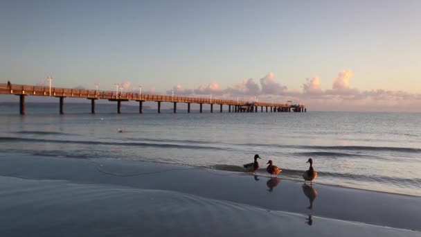 Muelle en Binz — Vídeo de stock