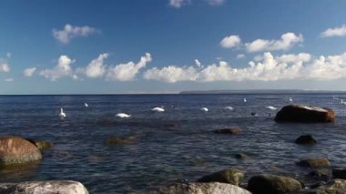 Kuğu Baltık Denizi kıyısında