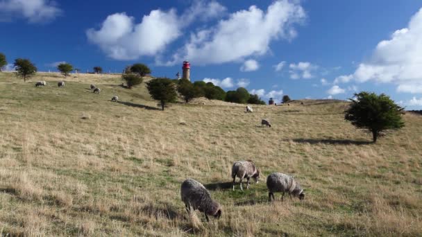 Овцы на пастбище на мысе Аркона — стоковое видео