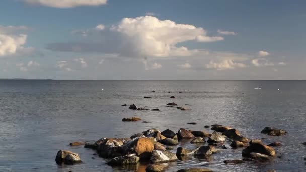 Verschillende vogels - Baltische Zee — Stockvideo