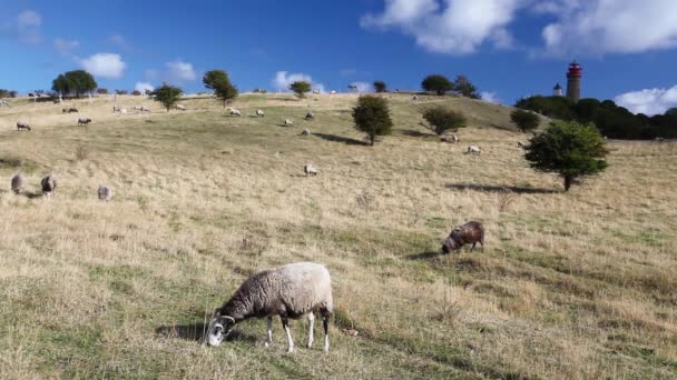 Ovejas en pastos en Cabo Arcona — Vídeos de Stock