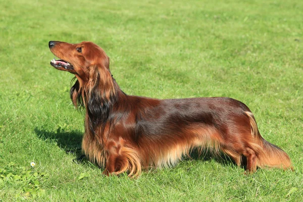 Τυπικό κόκκινο είδος γερμανικού κυνηγετικού σκύλου μακρυμάλλης στον κήπο — Φωτογραφία Αρχείου