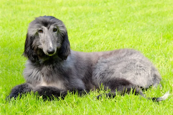 Cão afegão preto típico em um gramado de grama verde — Fotografia de Stock