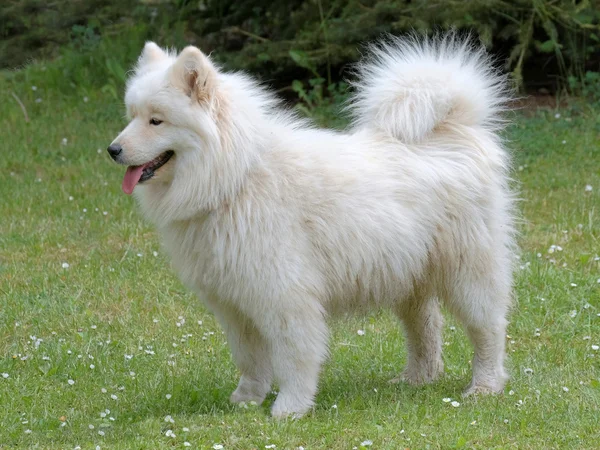 Cão Samoyed branco típico russo — Fotografia de Stock