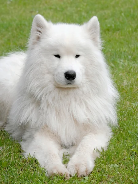 Jellegzetes orosz fehér Szamojéd kutya — Stock Fotó