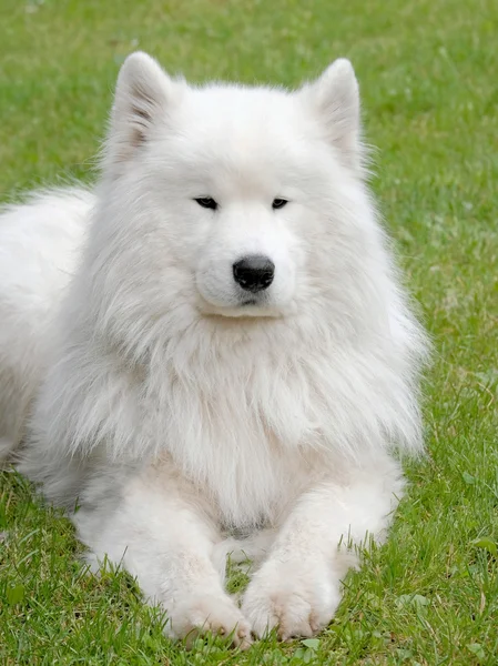 전형적인 러시아 백색 Samoyed 개 — 스톡 사진