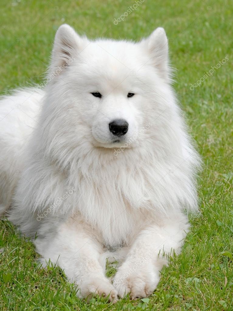 Typische russische weißer Samojede Hund — Stockfoto © CaptureLight