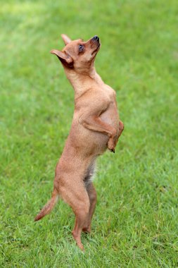 Tipik Prag sıçan avcısı bahçede