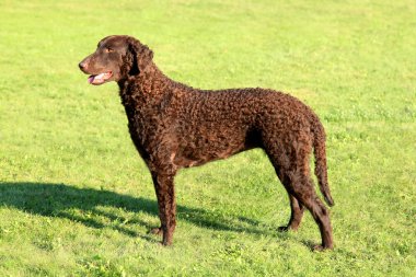 Tipik kıvırcık kaplı Retriever yeşil çimenlerin üzerinde