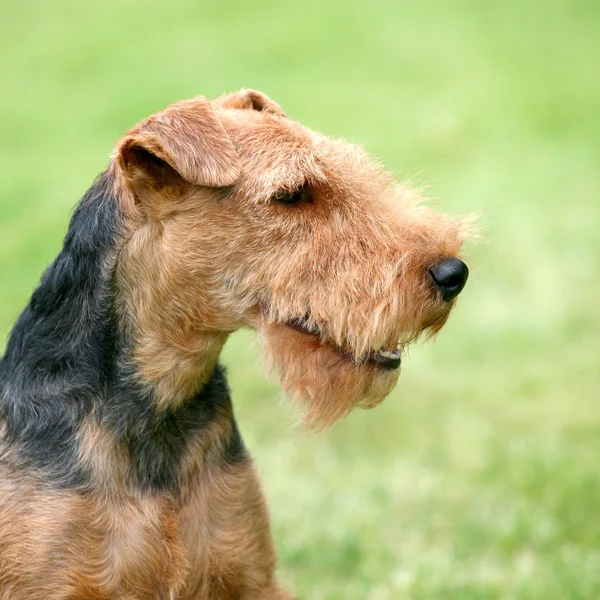 Porträtt av Welsh Terrier — Stockfoto