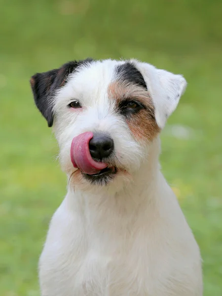 Portret van Parson Russell Terriër — Stockfoto