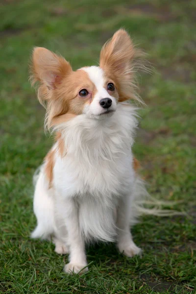 Perro típico de Papillon joven en el jardín — Foto de Stock